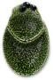 MISKA OLIVE, ZIELONY